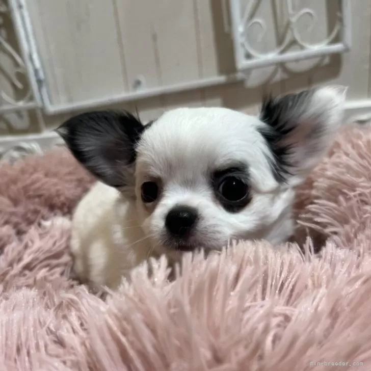 T.T 様のお迎えした子犬