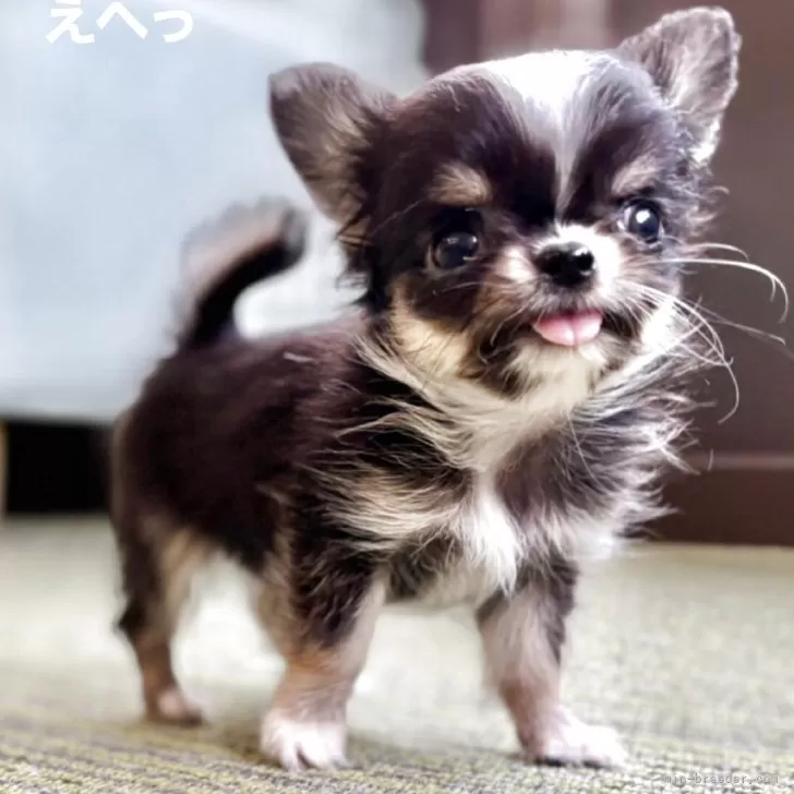 ID:2507-00519の子犬