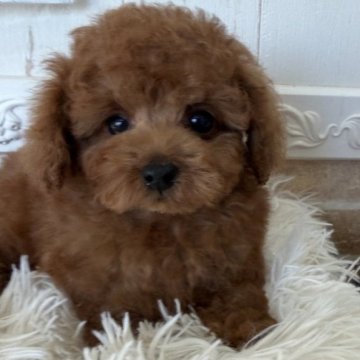 タイニープードル【石川県・男の子・2025年9月23日・レッド】の写真「短足家系😅　可愛いくまさん」