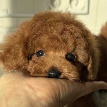 トイプードル(タイニー)【石川県・男の子・2025年9月23日・レッド】の写真「アンヨは短め　短足家系」