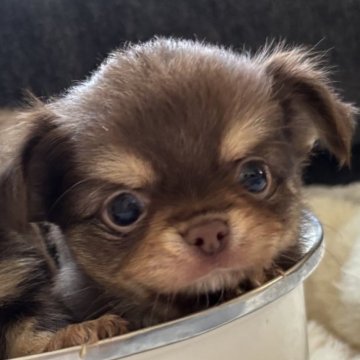 チワワ(ロング)【石川県・男の子・2025年10月19日・チョコレートタン】の写真「明るい派手目のチョコタン　たっくん」