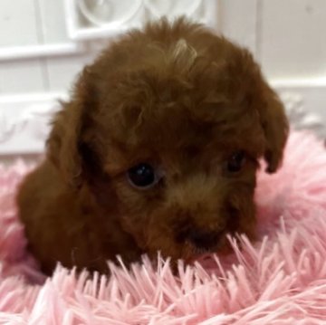 トイプードル(タイニー)【石川県・男の子・2025年8月15日・レッド】の写真「おとぼけムードメーカーな次男くん」