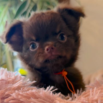 チワワ(ロング)【石川県・女の子・2025年9月13日・チョコタン】の写真「ちっこいチョコタン」
