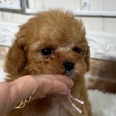 トイプードル(ティーカップ)