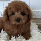 タイニープードル