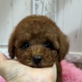 トイプードル(タイニー)