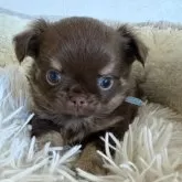 チワワ(ロング)