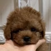 タイニープードル