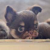 チワワ(ロング)