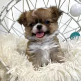 チワワ(ロング)【石川県・女の子・2025年6月6日・フォーン ホワイト】の写真2