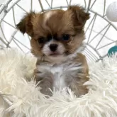 チワワ(ロング)【石川県・女の子・2025年6月6日・フォーン ホワイト】の写真4