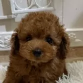 タイニープードル【石川県・男の子・2025年9月23日・レッド】の写真4