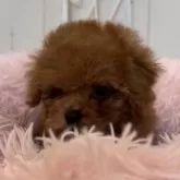 ティーカッププードル【石川県・男の子・2025年10月7日・レッド】の写真4