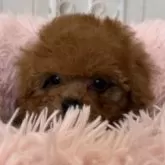 ティーカッププードル【石川県・男の子・2025年10月7日・レッド】の写真5「抜群に可愛いです！」