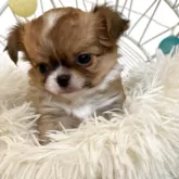 チワワ(ロング)【石川県・女の子・2025年6月6日・フォーン ホワイト】の写真8