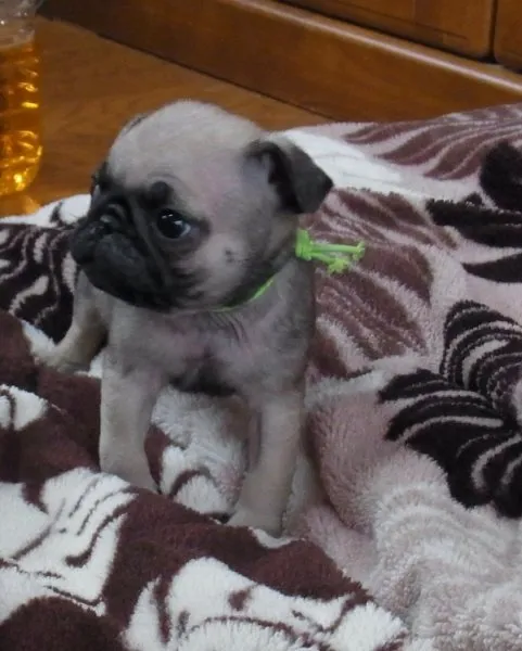 ID：1412-00654の子犬