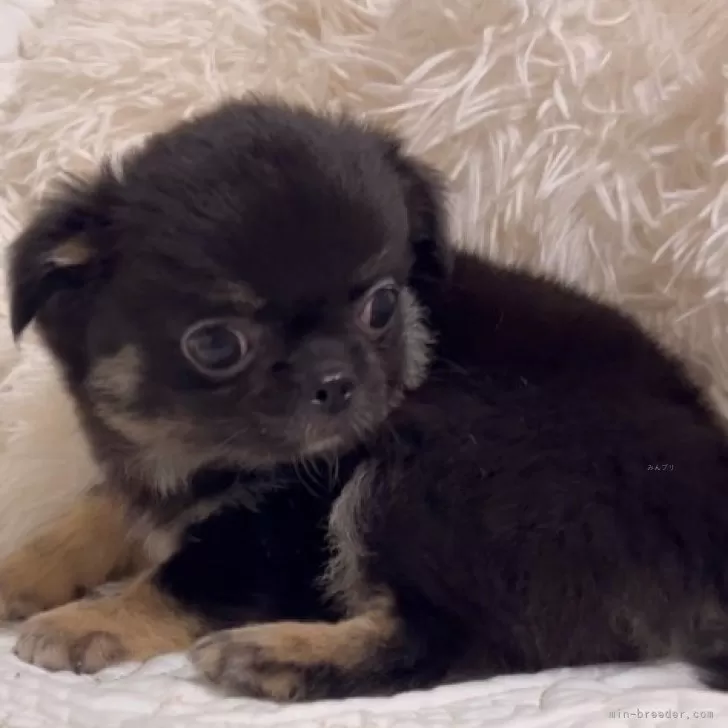 ID：2409-06126の子犬