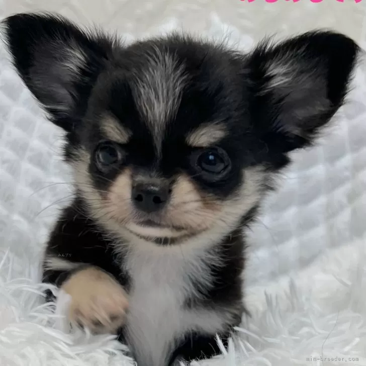ID:2410-02186の子犬