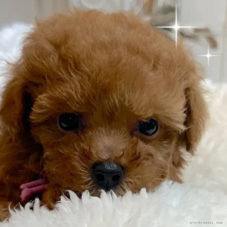 ID：2210-04601の子犬