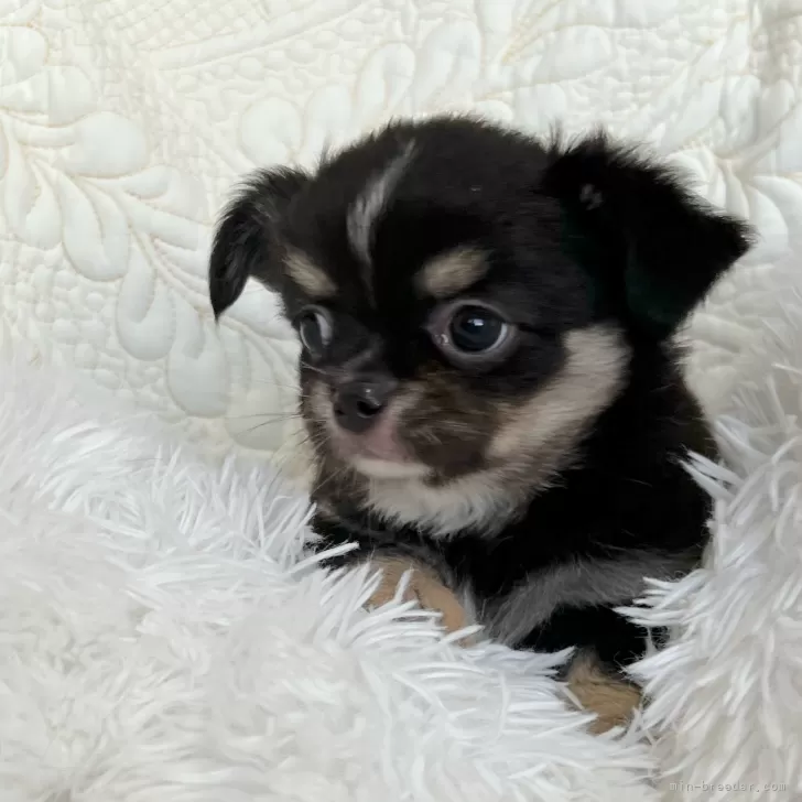 マキ 様のお迎えした子犬
