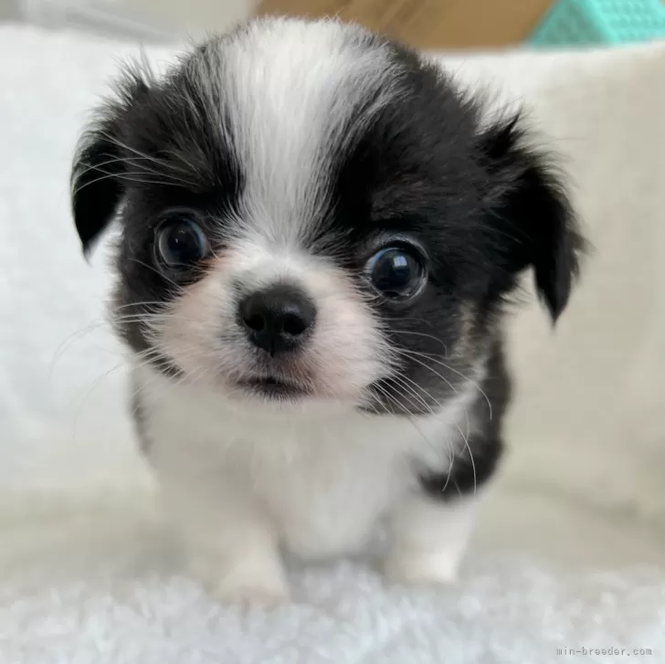 ID:2405-06095の子犬