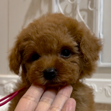 トイプードル(ティーカップ)【石川県・女の子・2023年6月4日・レッド】の写真「ちっちゃい可愛い女の子」