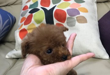 トイプードル(ティーカップ)【石川県・男の子・2020年1月1日・スター性抜群!元旦生まれの末っ子ちゃん、】の写真「小さいですが　ご飯食べるの本当に、上手です！」