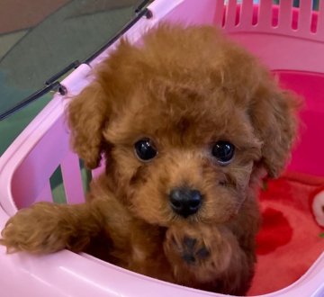 トイプードル(ティーカップ)【石川県・男の子・2021年1月21日・レッド】の写真「ドアーフタイプ！両親　遺伝子三項目オールクリア！」