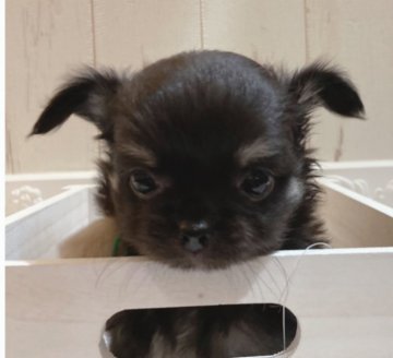 チワワ(ロング)【石川県・男の子・2021年9月7日・ブラックタン】の写真「元気で楽しい　甘栗くん！
遊ぶの上手な甘えん坊」