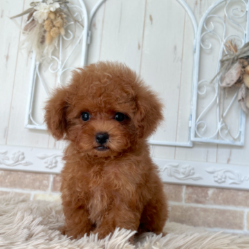 トイプードル(ティーカップ)【石川県・男の子・2023年6月4日・レッド】の写真「ちっちゃくて可愛いです。」