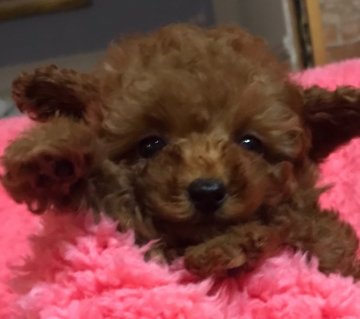 トイプードル(ティーカップ)【石川県・男の子・2020年1月1日・レッド】の写真「スター性抜群！元旦生まれの兄弟！」