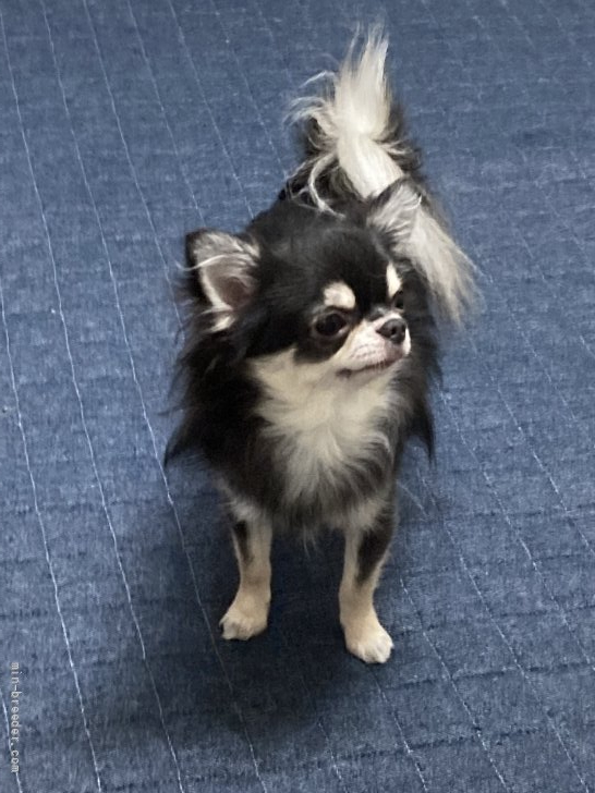 オーダーページ クッキハウスチワワ柄 犬柄 チワワパネル生地