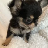 チワワ(ロング)【石川県・男の子・2023年8月17日・ブラックタン】の写真2