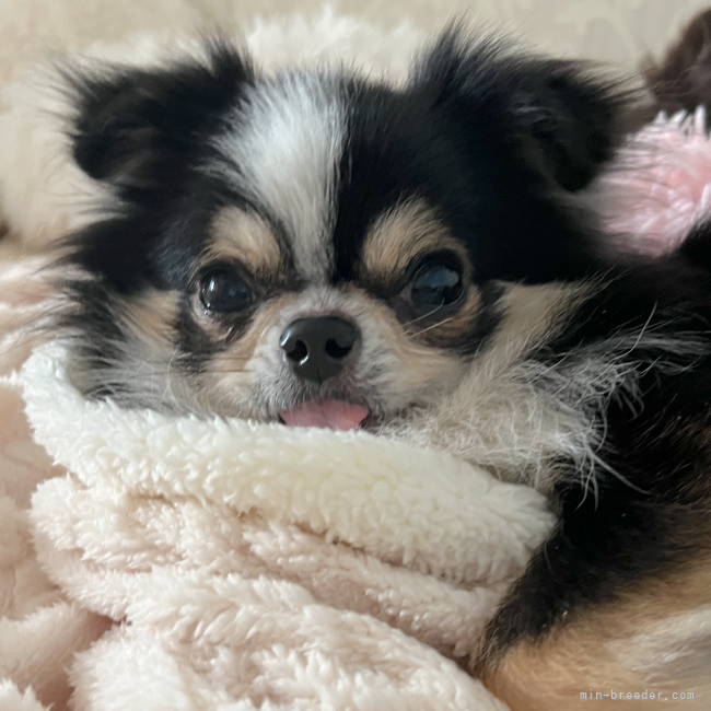 チワワ(ロング)【・男の子・2019年12月10日・トライ】