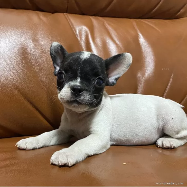ID:2510-03793の子犬