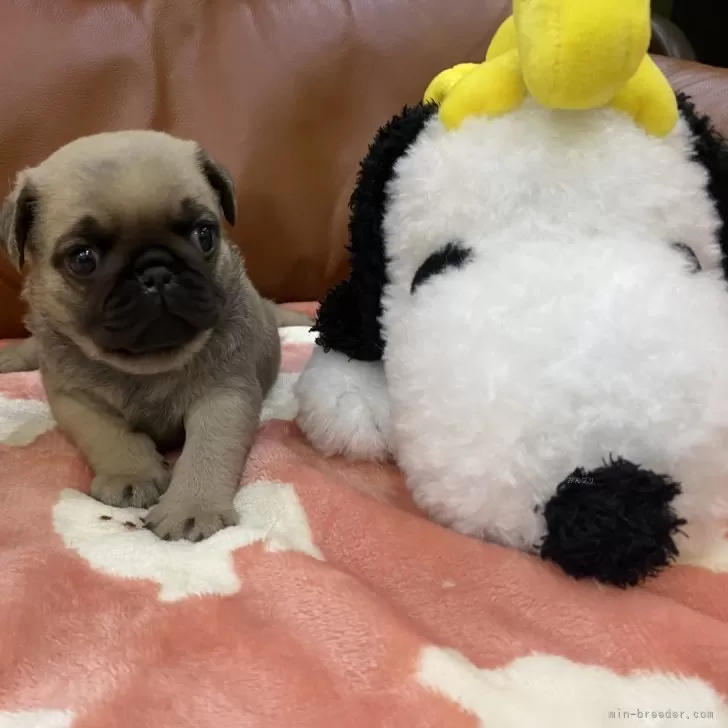 ID:2412-07822の子犬