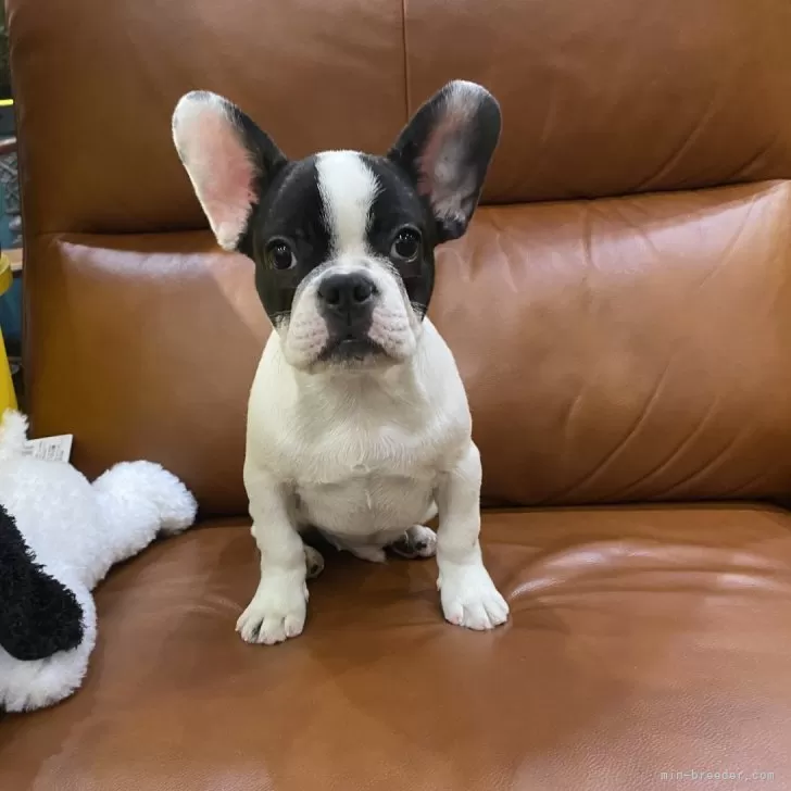 セキヤヒロシ 様のお迎えした子犬