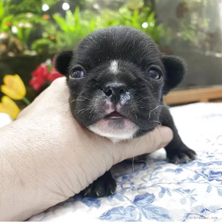 ID：2506-06260の子犬