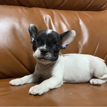 フレンチブルドッグ【愛知県・女の子・2025年8月16日・パイド】の写真「とっても小さい女の子です🐶」