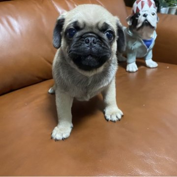 パグ【愛知県・男の子・2025年7月28日・フォーン】の写真「ムチムチでイケメンくんです❣️🐶」