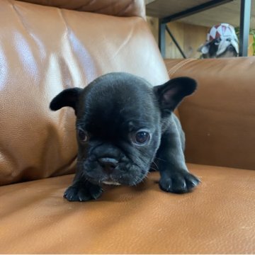 フレンチブルドッグ【愛知県・女の子・2025年10月4日・ブリンドル】の写真「バランスが良い女の子です🐶❣️」