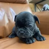 フレンチブルドッグ