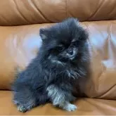 ポメラニアン