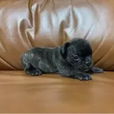 フレンチブルドッグ