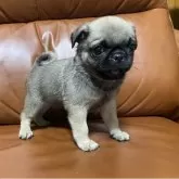 パグ