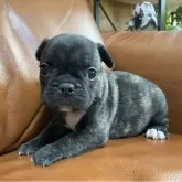 フレンチブルドッグ