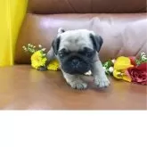 パグ