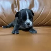 フレンチブルドッグ