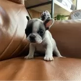 フレンチブルドッグ【愛知県・女の子・2025年10月4日・パイド】の写真1