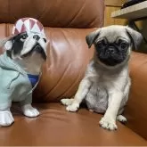 パグ